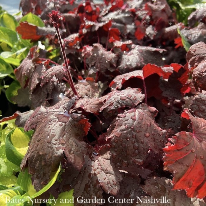 #1 Heuchera x Magma/ Red Coral Bells