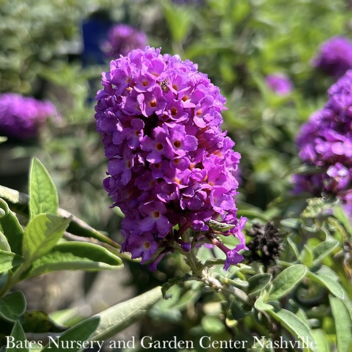 #3 Buddleia Flutterby Petite 'Tutti Fruitti'/ Dwarf Pink Butterfly Bush