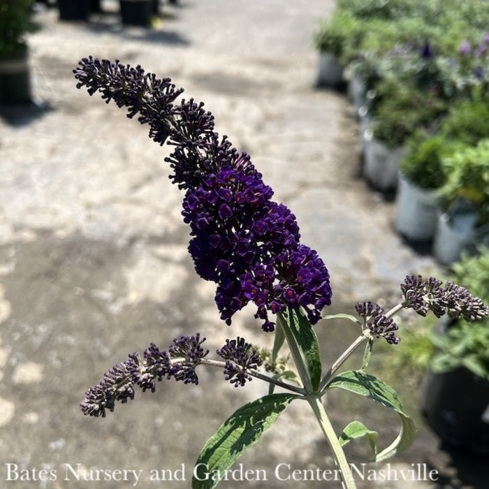 #2 Buddleia davidii Black Knight/Butterfly Bush Dark Purple