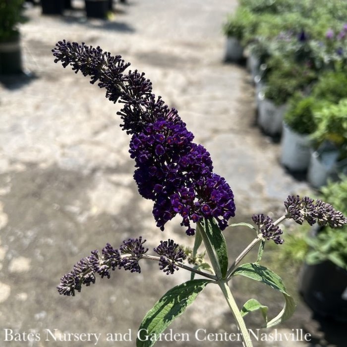 #3 Buddleia dav Black Knight/ Dark Purple Butterfly Bush