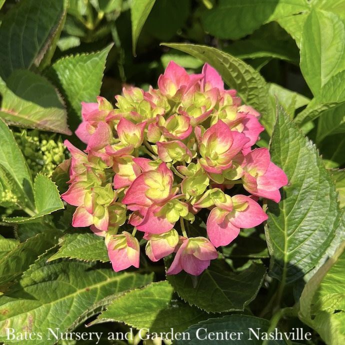 #3 Hydrangea mac Let's Dance 'Arriba!'/ Bigleaf/ Mophead Rebloom Blue to Pink