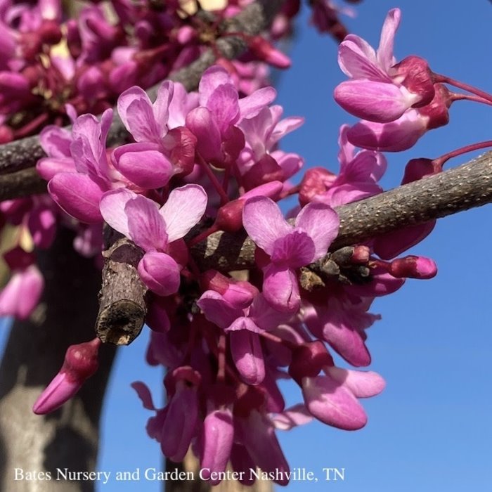 #7 Cercis can 'Covey' Lavender Twist®/Weeping Redbud Native (TN)