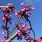 #7 Cercis can Covey/Lavender Twist Redbud Weeping