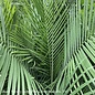 12p! Palm Ravenea R Multi / Majesty Palm /Tropical