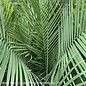 14p! Palm Ravenea R Multi / Majesty Palm /Tropical