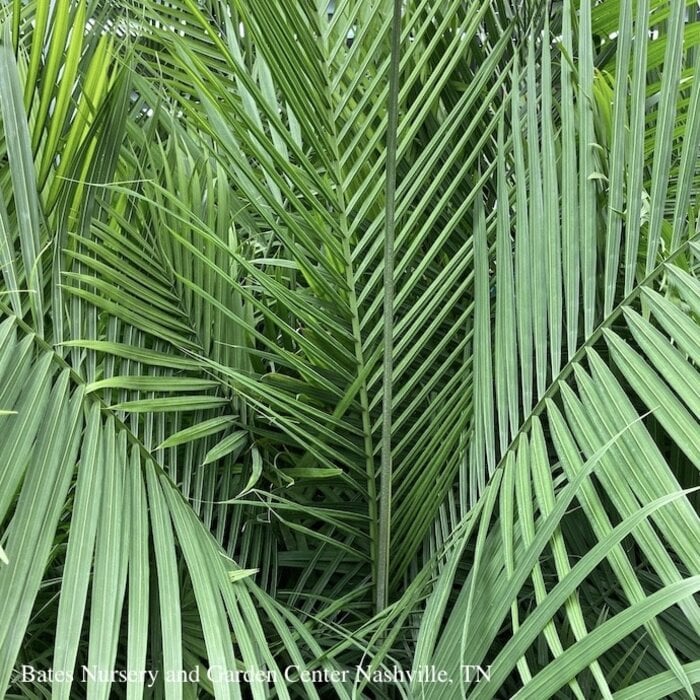 10p! Palm Ravenea R Multi / Majesty Palm /Tropical