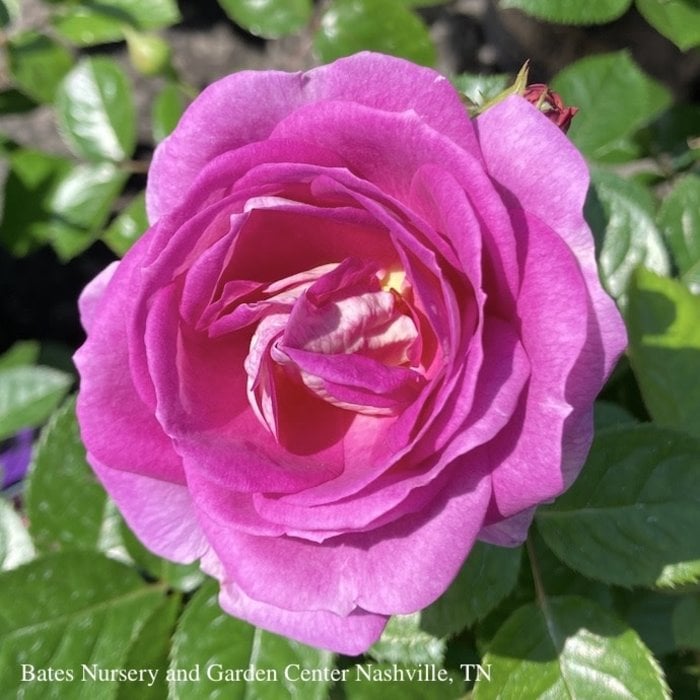 #3 Rosa Arctic Blue/ Purple Floribunda Rose  - No Warranty