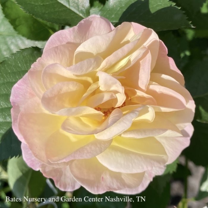 #3 Rosa Life of the Party/ Yellow, Pink Floribunda Rose  - No Warranty
