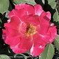 #2.5 Rosa Sunset Horizon/ Pink Red Yellow Floribunda Rose - No Warranty