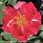 #2.5 Rosa Sunset Horizon/ Pink Red Yellow Floribunda Rose - No Warranty