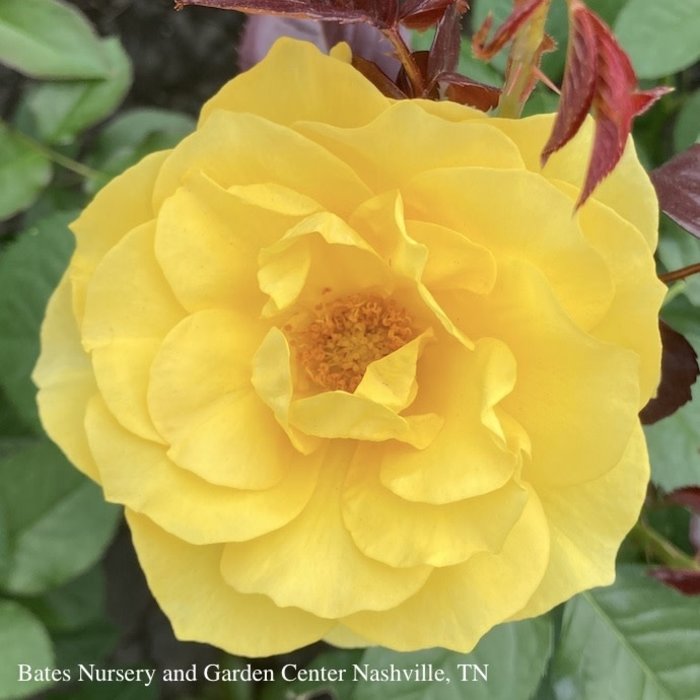 #3 Rosa Sparkle & Shine/ Yellow Floribunda Rose - No Warranty