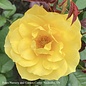 #3 Rosa Sparkle & Shine/Rose Floribunda Yellow - No Warranty
