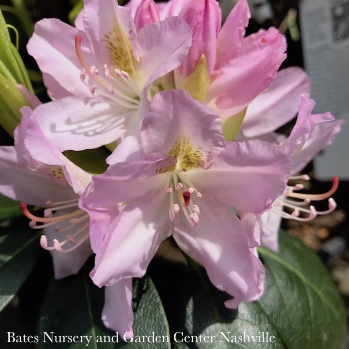 #3 Rhododendron catawbiense 'Album'/White Native (TN)- No Warranty