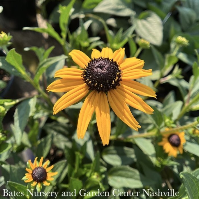 #1 Rudbeckia fulgida Early Bird Gold/ Black-Eyed Susan Native (TN)