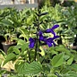 #1 Salvia Hummingbird Falls/Trailing Anise Sage