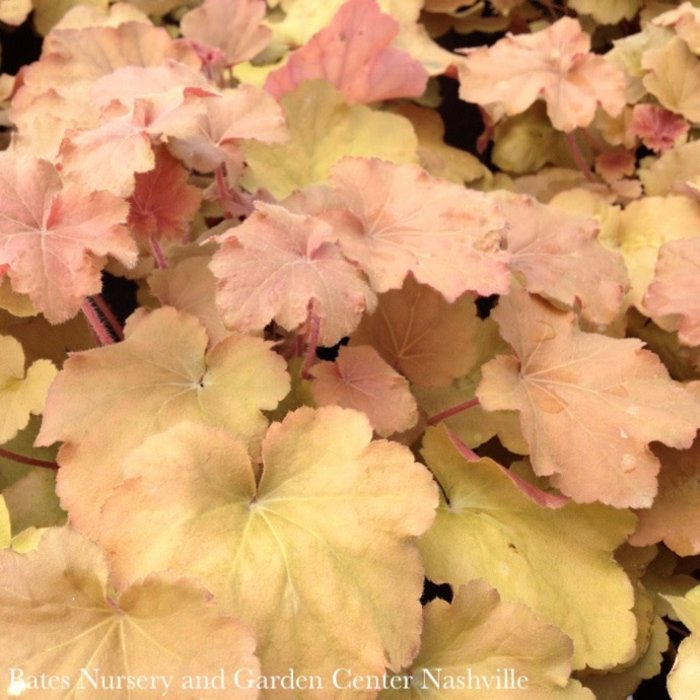 #1 Heuchera x vill Caramel/ Coral Bells