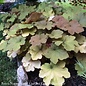 #1 Heuchera x vill Caramel/ Coral Bells