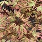 #15 BOX Acer pal Butterfly/Japanese Maple Variegated Upright