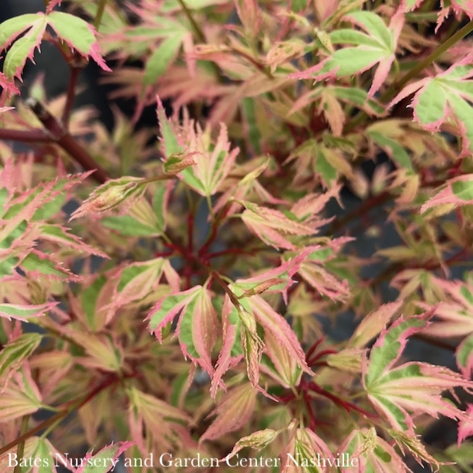 #6 Acer pal Butterfly/Japanese Maple Variegated Upright