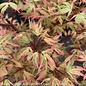 #1 Acer pal Butterfly/Japanese Maple Variegated Upright