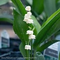 QP Convallaria majalis/Lily Of The Valley