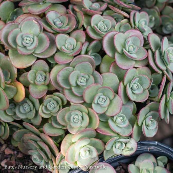 #1 Sedum x SunSparkler 'Lime Zinger'/ Stonecrop