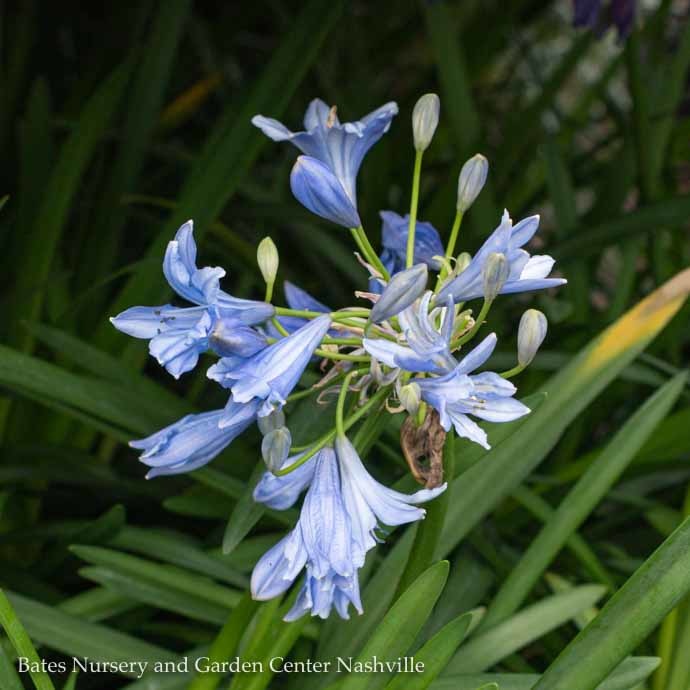 #1 Agapanthus Midknight Blue/Hardy Lily of the Nile