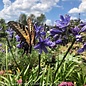 #1 Agapanthus Midknight Blue/ Hardy Lily of the Nile