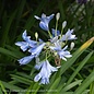 #2 Agapanthus Midknight Blue/ Hardy Lily of the Nile