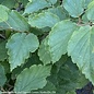 #3 Hamamelis virginiana/ American Witch Hazel Native (TN)