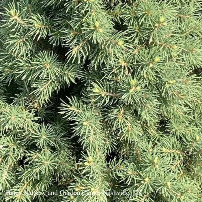 #10 Picea glauca Conica/Dwarf Alberta Spruce - No Warranty