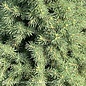 #5 Picea glauc Conica/ Dwarf Alberta Spruce - No Warranty