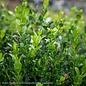 #1 Buxus micro var japonica Wintergreen/Boxwood