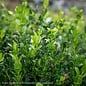 #10 Buxus micro var japonica Wintergreen/Boxwood