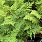 #1 Selaginella braunii/Arborvitae Fern
