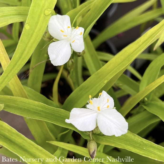 #1 Tradescantia x Angelic Charm/ White Spiderwort