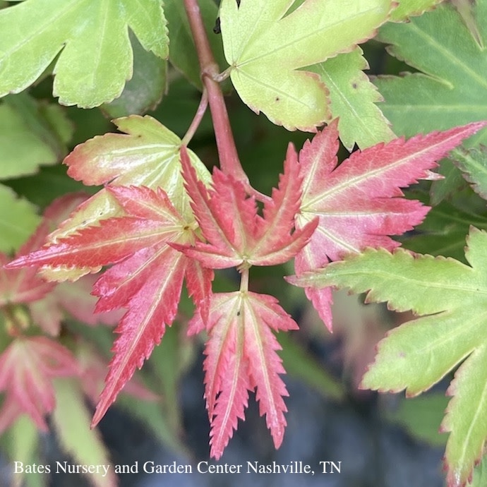 #15 Box Acer pal Koto Maru/ Japanese Maple