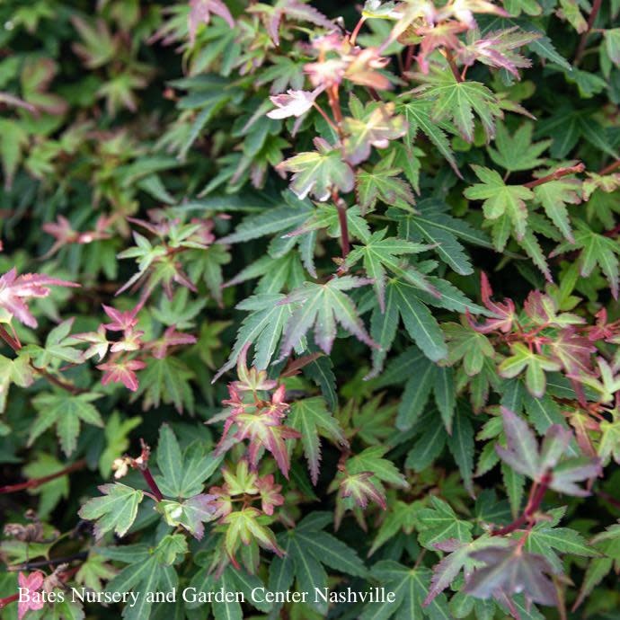 #15 Box Acer pal Koto Maru/ Japanese Maple