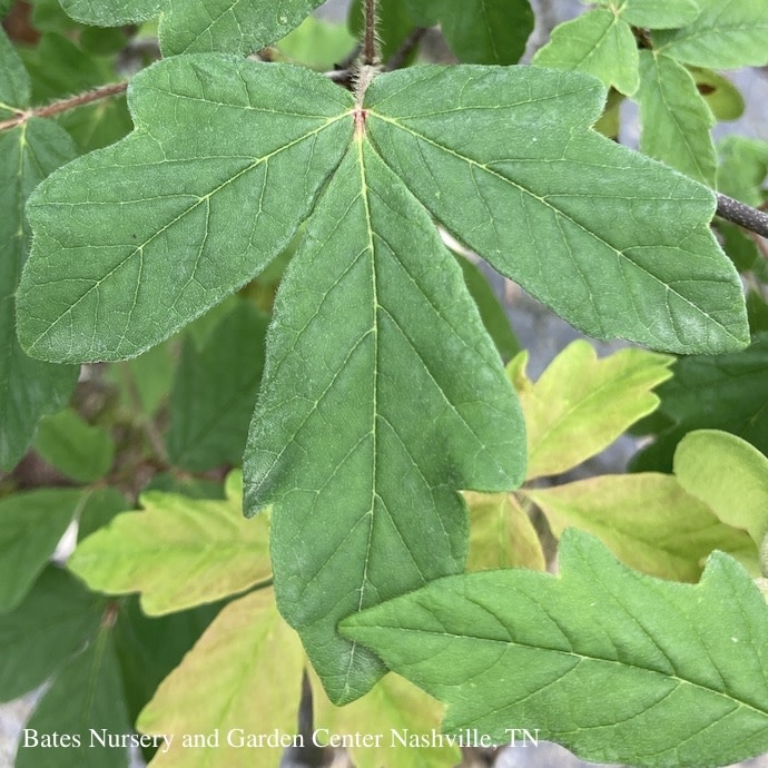 #15 Acer griseum/Paperbark Maple