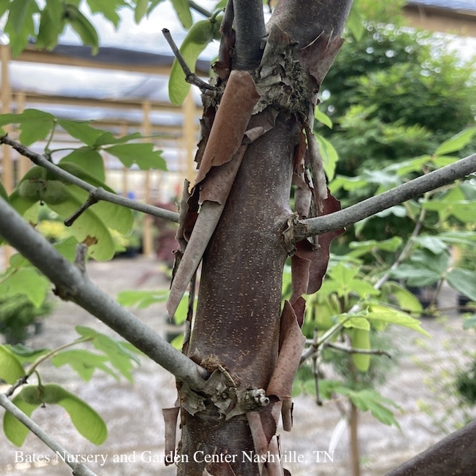 #15 Acer griseum/ Paperbark Maple