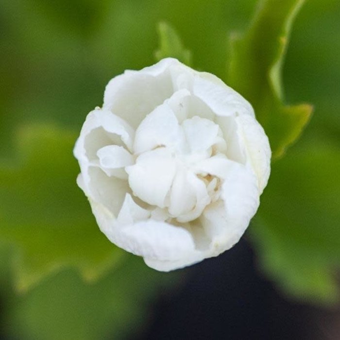#2 Hibiscus syr White Chiffon/Rose Of Sharon/Althea