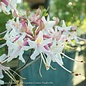 #1 Rhododendron canescens/Deciduous Piedmont Azalea Native (TN)