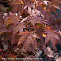 #15 Box Acer pal Oshio beni/ Upright Red Japanese Maple