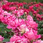 #2 Rosa Double Knock Out Pink/Shrub Rose - No Warranty