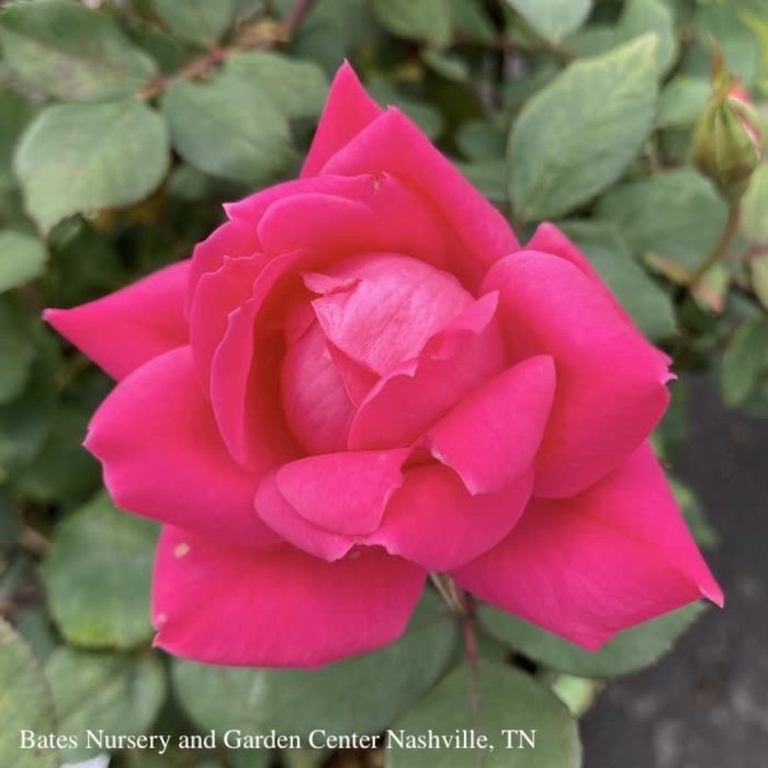 #2 Rosa Double Knock Out Pink/Shrub Rose - No Warranty