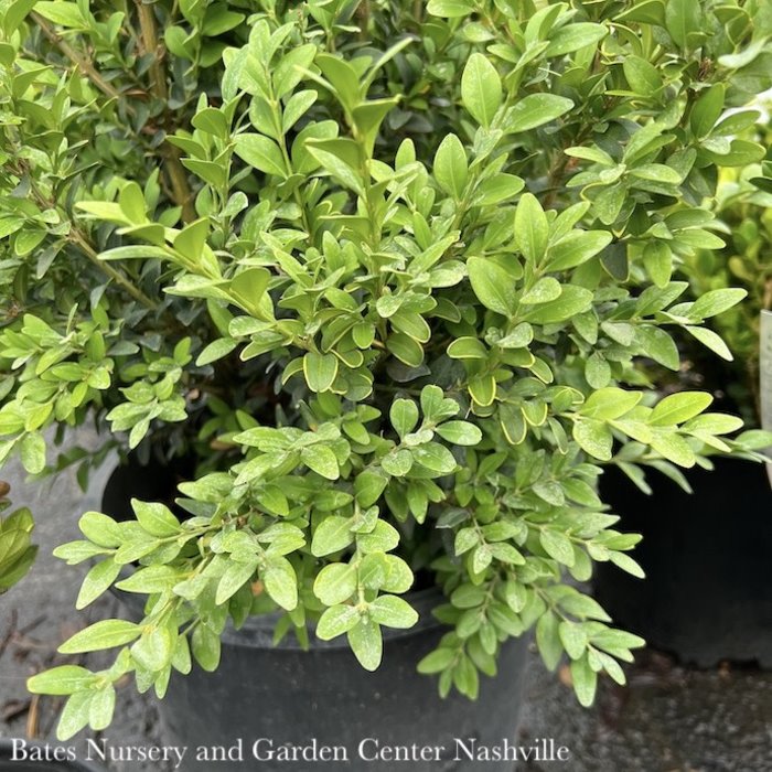 #3 Buxus semp North Star/ Dwarf Boxwood