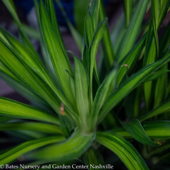 10p! Dracaena Rikki Cane 3.2.1 /Tropical