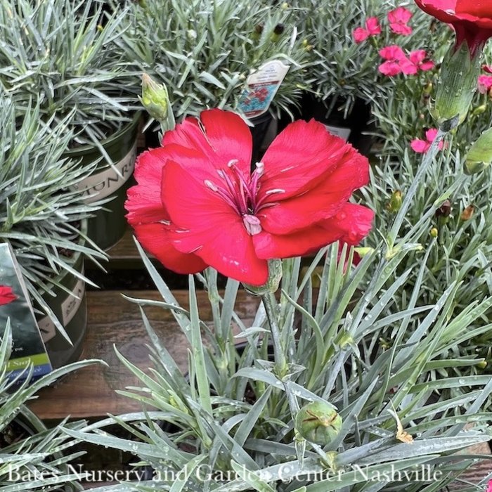 #1 Dianthus American Pie 'Cherry Pie'/ Red