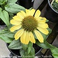 #1 Echinacea Cleopatra/Coneflower Yellow