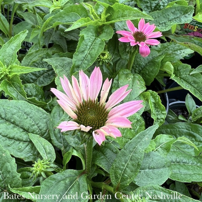 #1 Echinacea pur Powwow Wildberry/Coneflower